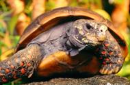 红腿陆龟养殖全攻略：让你的宠物健康成长