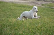 世界名犬——惠比特犬：优雅与速度的完美结合