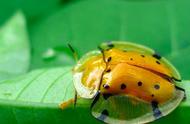 探索中国神秘动物：黄金龟甲虫的独特魅力
