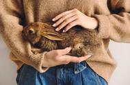 兔子为何成为理想宠物？揭秘其独特魅力