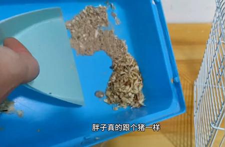 体验沉浸式收拾鼠笼子，萌宠生活新篇章