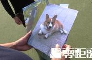 南京小区惊现毒杀宠物狗事件，警方紧急介入调查