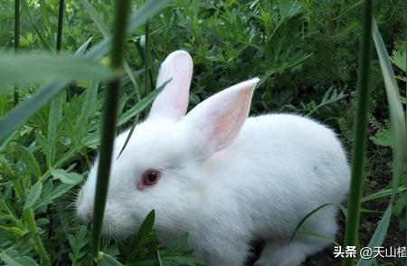 揭秘散养兔的最佳养殖技巧