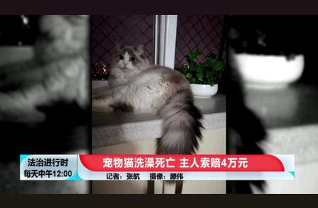 警惕！给猫洗澡可能致命