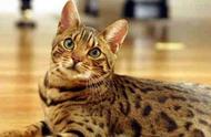 揭秘孟加拉豹猫价格：多少钱一只？