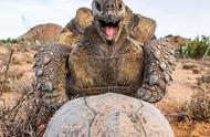 南非草原上的神奇时刻：豹纹陆龟的繁殖之旅