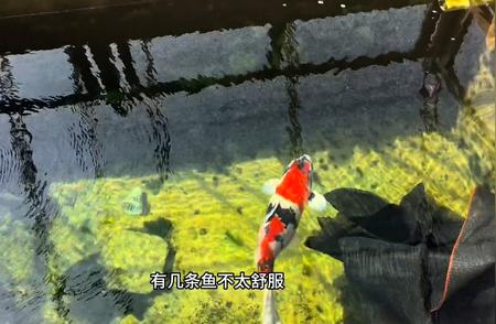 探访惊人千吨锦鲤池，体验巨型锦鲤鱼震撼