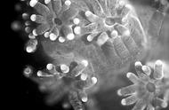 探索神秘珊瑚的世界：水下舞蹈的奥秘