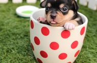 探索茶杯犬现象：为何人们偏爱这种“畸形”宠物？