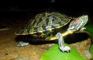《童年的龟中精灵》：我与巴西龟的难忘时光