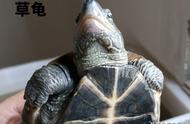 图解中华草龟与花龟：轻松辨别两者差异
