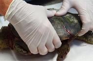 揭秘乌龟生存奥秘：壳被撬开后还能存活吗？