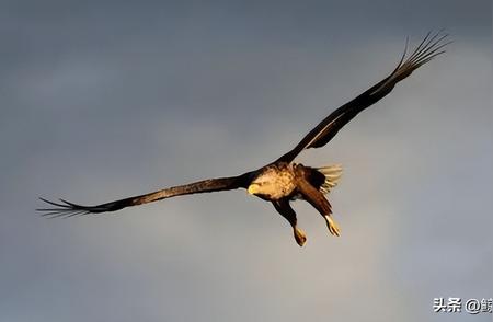 揭秘600万年前的阿根廷巨鹰：翼展7米，几乎无敌手