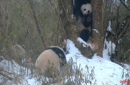 揭秘全球唯一白色大熊猫：神秘身份引人猜想
