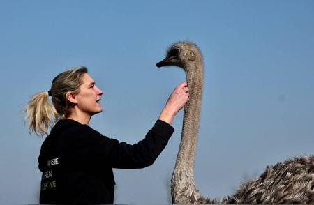 探秘比利时动物救助站：与鸵鸟亲密拥抱体验