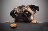 巴哥犬饮食禁忌：五种食物需警惕