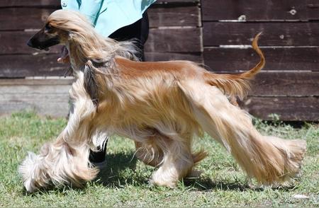 惊险！杭州女士车库遭遇巨型阿富汗猎犬