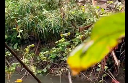 边牧遭虐待：主人喂食稀少，雨中拴链，动物权益何在？