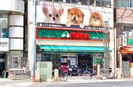 解密：挂着日本“KOJIMA旗舰店”的网上宠物商店，真相大揭秘！