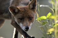 揭秘狐狸习性：为何它们不适合成为宠物？