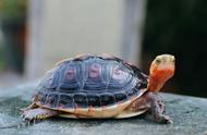 黄缘龟养殖全攻略：让你的宠物健康成长