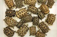 探索蛛网陆龟：来自马达加斯加岛的神秘生物