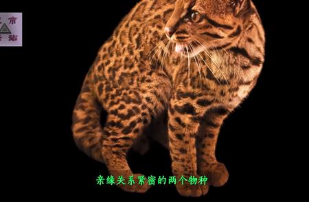 探索4K下的猫科之星：小斑虎猫的魅力