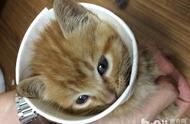迷你宠物茶杯猫：养护指南与贴心建议