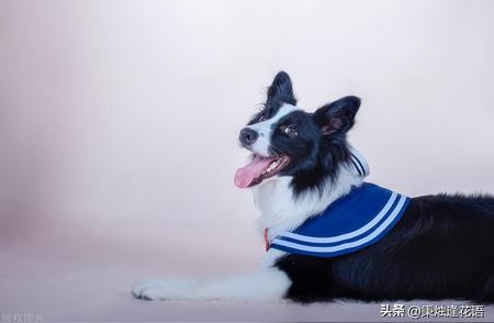 揭秘边牧犬：优缺点一网打尽！