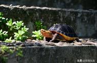 探索宠物龟的魅力：十大优点让你爱上它们