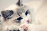 探索布偶猫的魅力：温柔与力量的完美结合