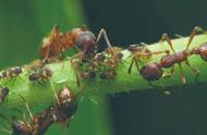 探索蚂蚁的宠物世界：一个微观的奇妙旅程