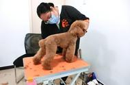 了解宠物美容师培训费用，打造专业宠物美容技能