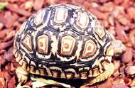 探索豹龟：世界第四大的陆龟与爬虫宠物市场的明星