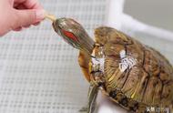 红耳巴西龟养殖指南：新手也能轻松上手