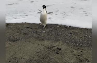 探秘：小企鹅远行3000公里抵达新西兰的奇妙旅程