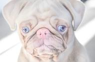 探索全球稀有的粉色皮肤、蓝色眼睛哈巴狗