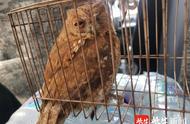 受伤猫头鹰被孩子误养，民警紧急送医动物园