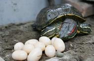 巴西龟繁殖全攻略：下蛋与孵化细节解析