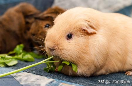 揭秘！除了猫咪，这些动物也会发出咕噜声