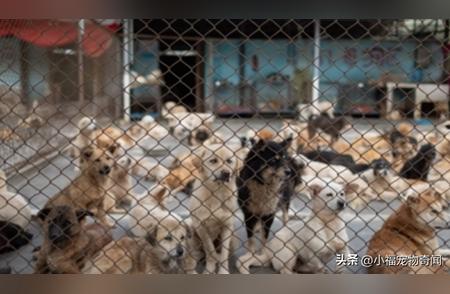 动物收容所：为遗弃的幼犬小猫寻找温暖的家