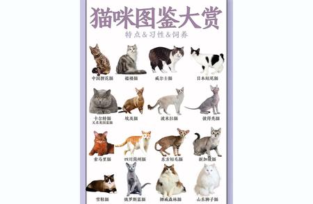 揭秘常见猫咪品种，你了解多少？