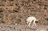 揭秘沙漠中的生存奇迹：一只狗的求生之旅