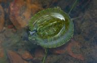 解密巴西龟：探究产地环境、生活习性及繁殖周期