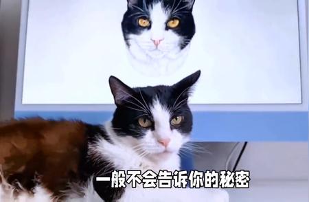 独家揭秘：养猫达人必知的实用经验