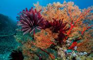 珊瑚：海洋中的奇妙生命体