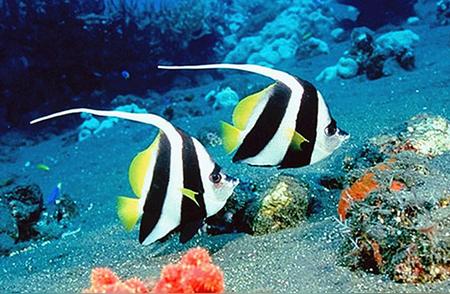 热带鱼的五彩斑斓世界