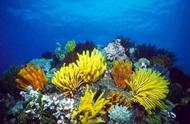 珊瑚的奥秘：探索海洋之美