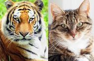揭秘猫与虎：猫科动物的差异解析