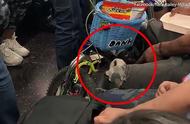 纽约地铁内男子宠物鼠成焦点，引发热议！